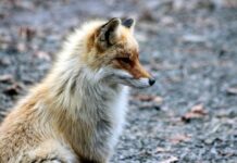 Co się mówi w Rosji? Co się mówi w Rosji?